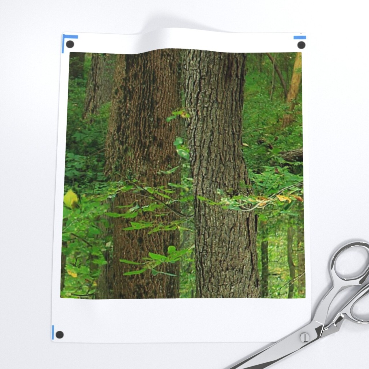 Forest Trees Grove Wood Birch Green Emerald Woodland Custom Printed Fabric by Spoonflower Various Fabrics by the Yard or Fat Quarter